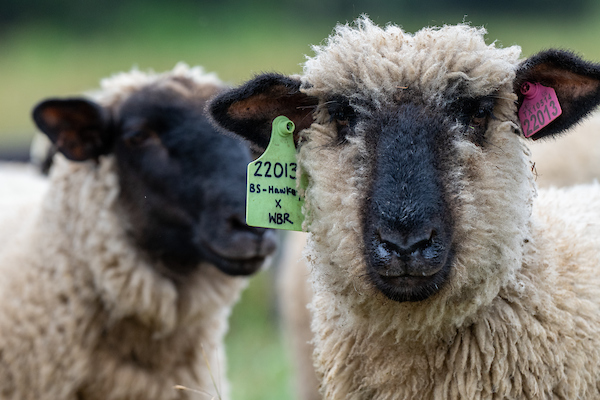 Two wool sheep with black faces. One has a green identifying tag with a number and owner name on it.