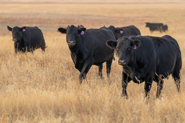 Stocker cattle on brown grass