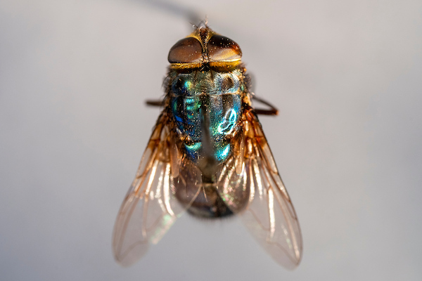 New world screwworm adult fly