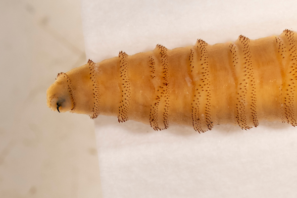 New world screwworm adult fly