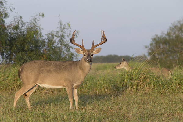 White-tailed deer buck