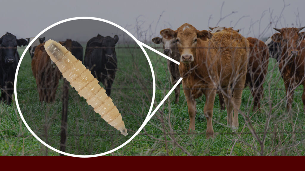 Cattle standing in a pasture with an enlarged inset image of a New World screwworm larva, highlighting the livestock pest and its threat to animal health.