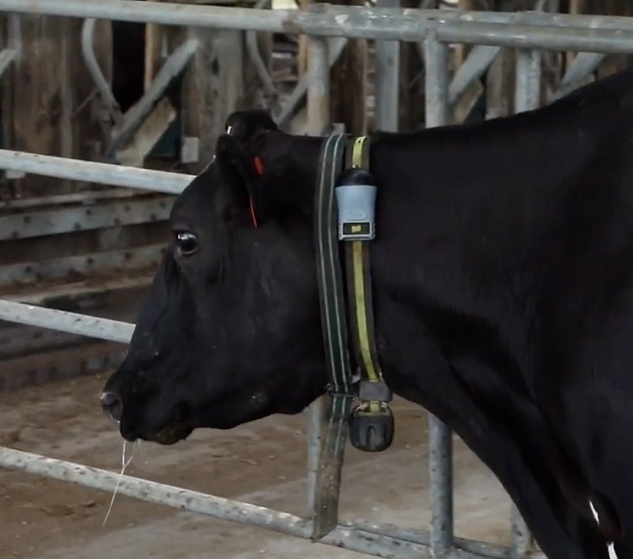 Fitbits for cows: A&M researcher milks new technology for higher yields, happier cows