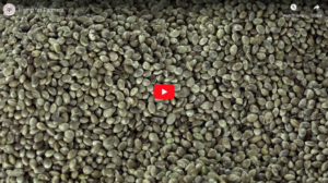 Hemp for Farmers Video